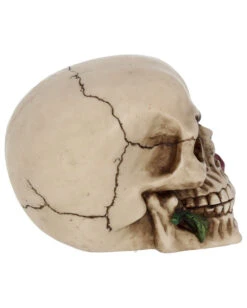 Beiger Totenschädel Mit Roter Rose 15cm 13 Beiger Totenschädel Mit Roter Rose 15cm -Halloween Dekorations Geschäft beiger totenkopf mit roter rose beiger totenschaedel mit roter rose antic skull with red rose 53389 06