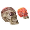 Halloween Totenschädel Mit Blutigem LED Gehirn 19cm -Halloween Dekorations Geschäft halloween totenkopf mit blutigem led gehirn halloween skull with bloddy led brain halloween deko 53917 01