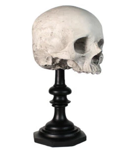 J. DOE Totenschädel Auf Sockel 20cm -Halloween Dekorations Geschäft j doe totenkopf auf sockel j doe totenschaedel auf sockel j doe skull plinth gothic homware 54857 01