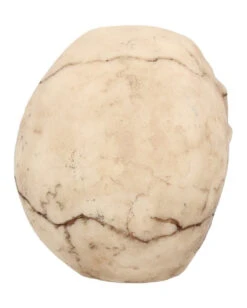 Kleiner Grinsender Totenkopf 12cm -Halloween Dekorations Geschäft kleiner grinsender totenschaedel small joker skull totenkopf dekoration gothic deko 50730 05