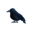 Kleiner Schwarzer Rabe 9 Cm 1 Kleiner Schwarzer Rabe 9 Cm -Halloween Dekorations Geschäft kleiner schwarzer rabe 12cm 37821