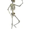 Positionierbares Halloween Skelett 160cm 1 Positionierbares Halloween Skelett 160cm -Halloween Dekorations Geschäft lebensgrosses halloween skelett 160cm lifesize poese hold skeleton halloween und horror deko 53537