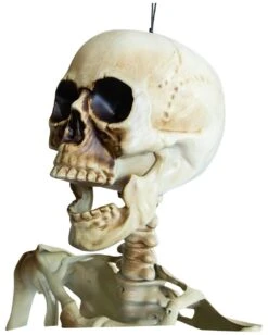 Positionierbares Halloween Skelett 160cm -Halloween Dekorations Geschäft lebensgrosses halloween skelett 160cm lifesize poese hold skeleton halloween und horror deko 53537 3