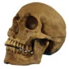 Realistischer Totenschädel Polyresin -Halloween Dekorations Geschäft realistischer totenkopf realistischer totenschaedel realistic skull halloween dekoration 17599