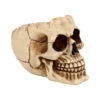 Realistische Totenschädel Schale Mit Offener Schädeldecke -Halloween Dekorations Geschäft totenschaedel schale mit offener schaedeldecke realistic skull mug morbide gothic deko halloween deko totenschaedel 39289
