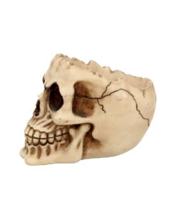 Realistische Totenschädel Schale Mit Offener Schädeldecke 12 Realistische Totenschädel Schale Mit Offener Schädeldecke -Halloween Dekorations Geschäft totenschaedel schale mit offener schaedeldecke realistic skull mug morbide gothic deko halloween deko totenschaedel 39289 4