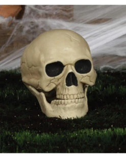 Wetterfester Totenschädel Mit Beweglichem Kiefer 20cm 7 Wetterfester Totenschädel Mit Beweglichem Kiefer 20cm -Halloween Dekorations Geschäft wetterfester totenkopf mit beweglichem kiefer weatherproof skull with moveable jaw halloween totenschaedel 53405 04